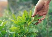 PERMA CELERY - Lovage